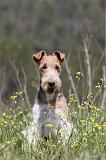 FOX TERRIER 272